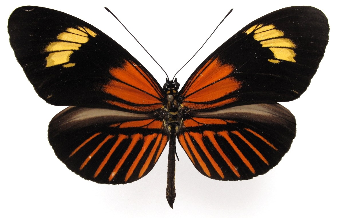 » elevatus heliconius butterflies