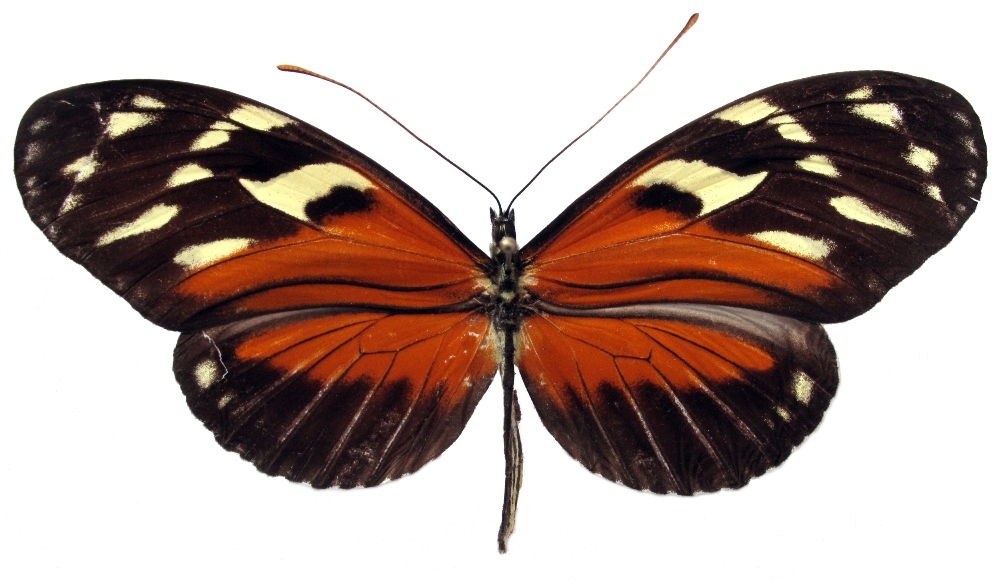 » ismenius heliconius butterflies