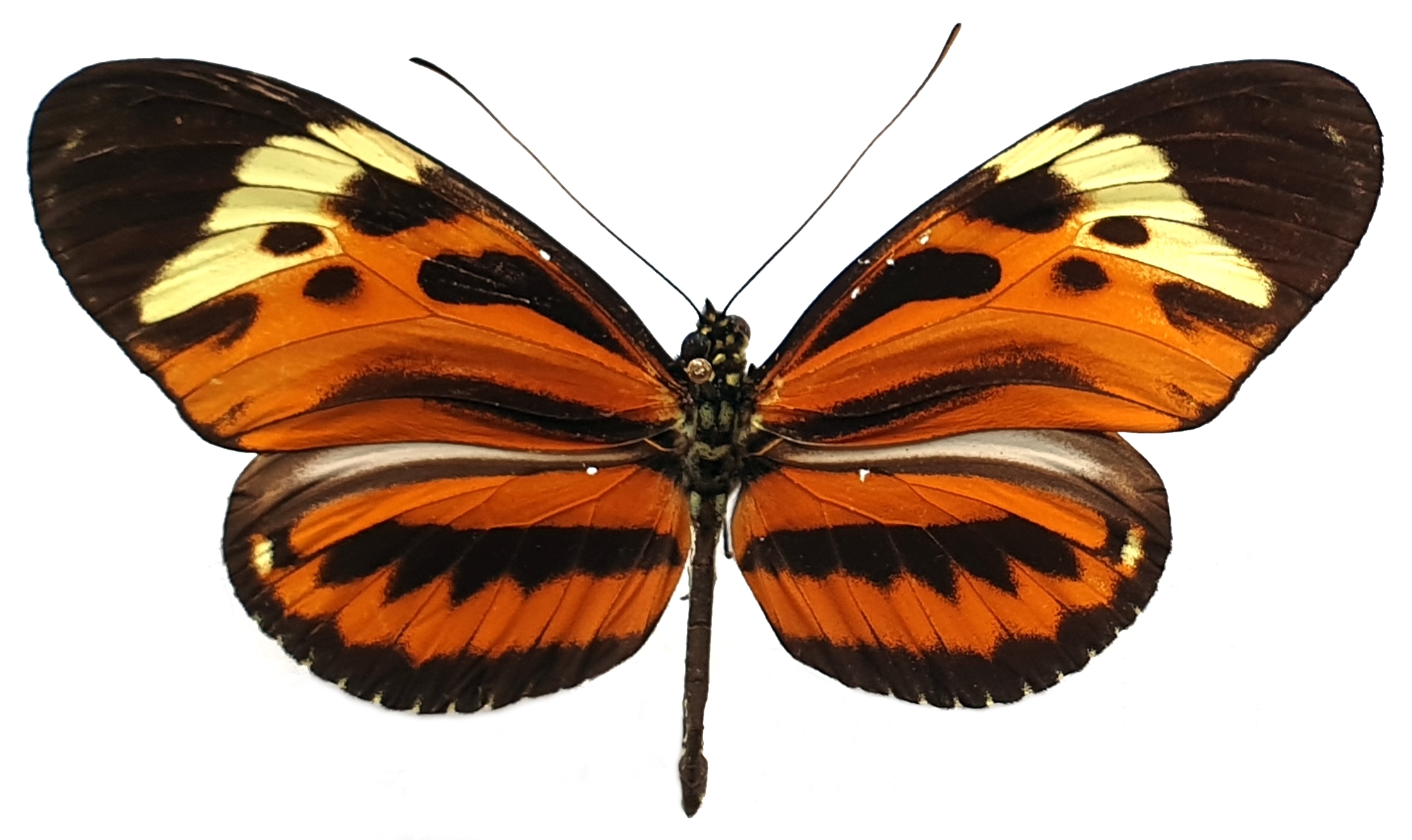 » hecale 1 heliconius butterflies